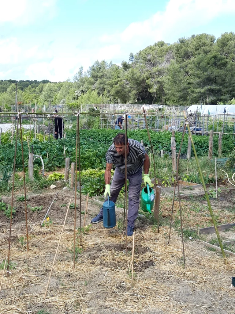 Les activités de jardinage au sein des jardins familiaux de Clapiers se poursuivent avant l&rsquo;été.