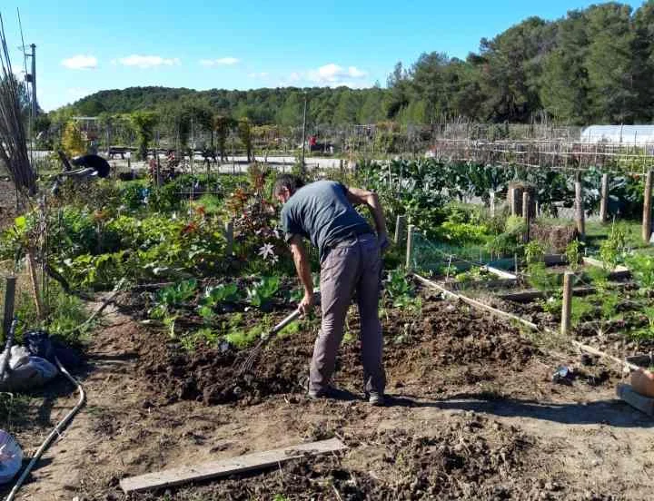 Un adhérent du GEM LESSEPS dans les jardins familiaux de Clapiers