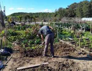 Un adhérent du GEM LESSEPS dans les jardins familiaux de Clapiers