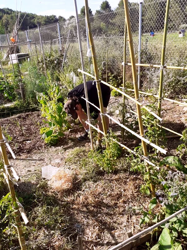Christophe, habitant du Thelonious Monk au travail sur la parcelle Isatis des jardins familiaux de Clapiers. Merci encore à Al Ort, l’association qui gère les jardins familiaux de Clapiers !