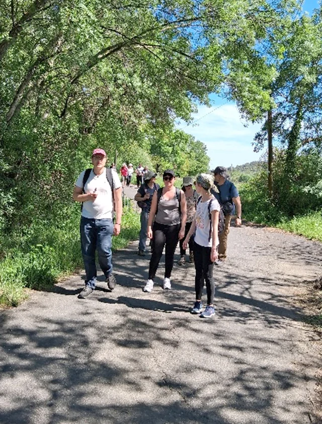 Un groupe de randonneurs avance sur un chemin ombragé par de grands arbres, sous un ciel bleu